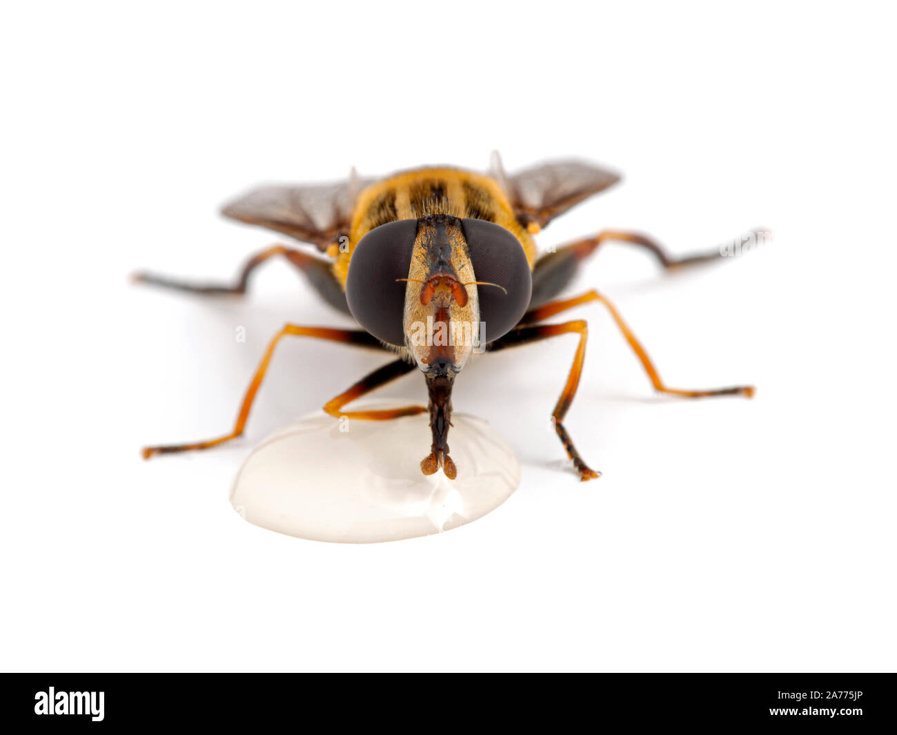 Close-up di un molto Pretty Fly hover, Helophilus fasciatus, bere da una goccia di miele. Vista frontale, isolata. Foto Stock