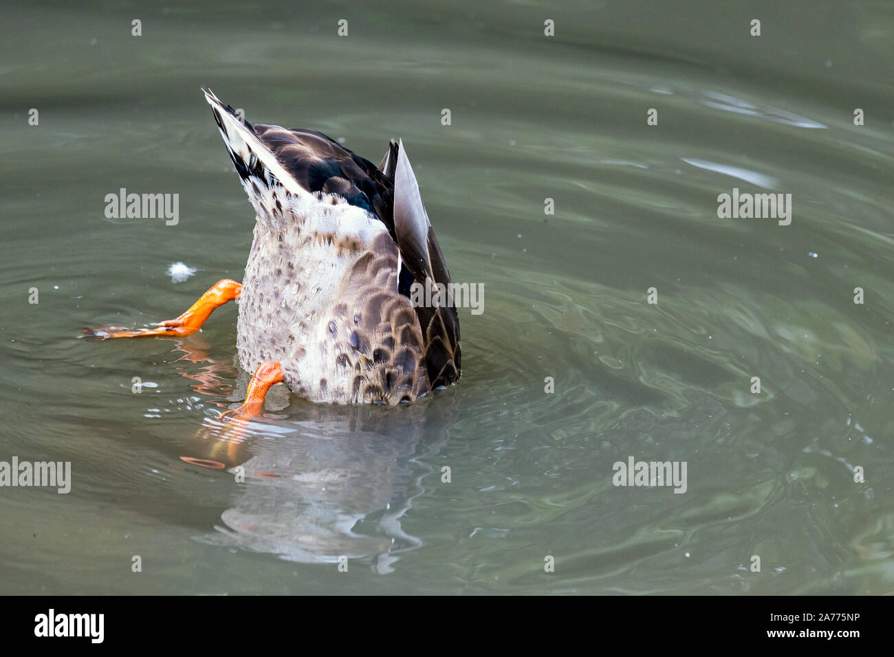 Un Lesser Black backed Gull Larus fuscus con la sua testa in acqua al parco Vidarlundin nelle Isole Faroe. Foto Stock