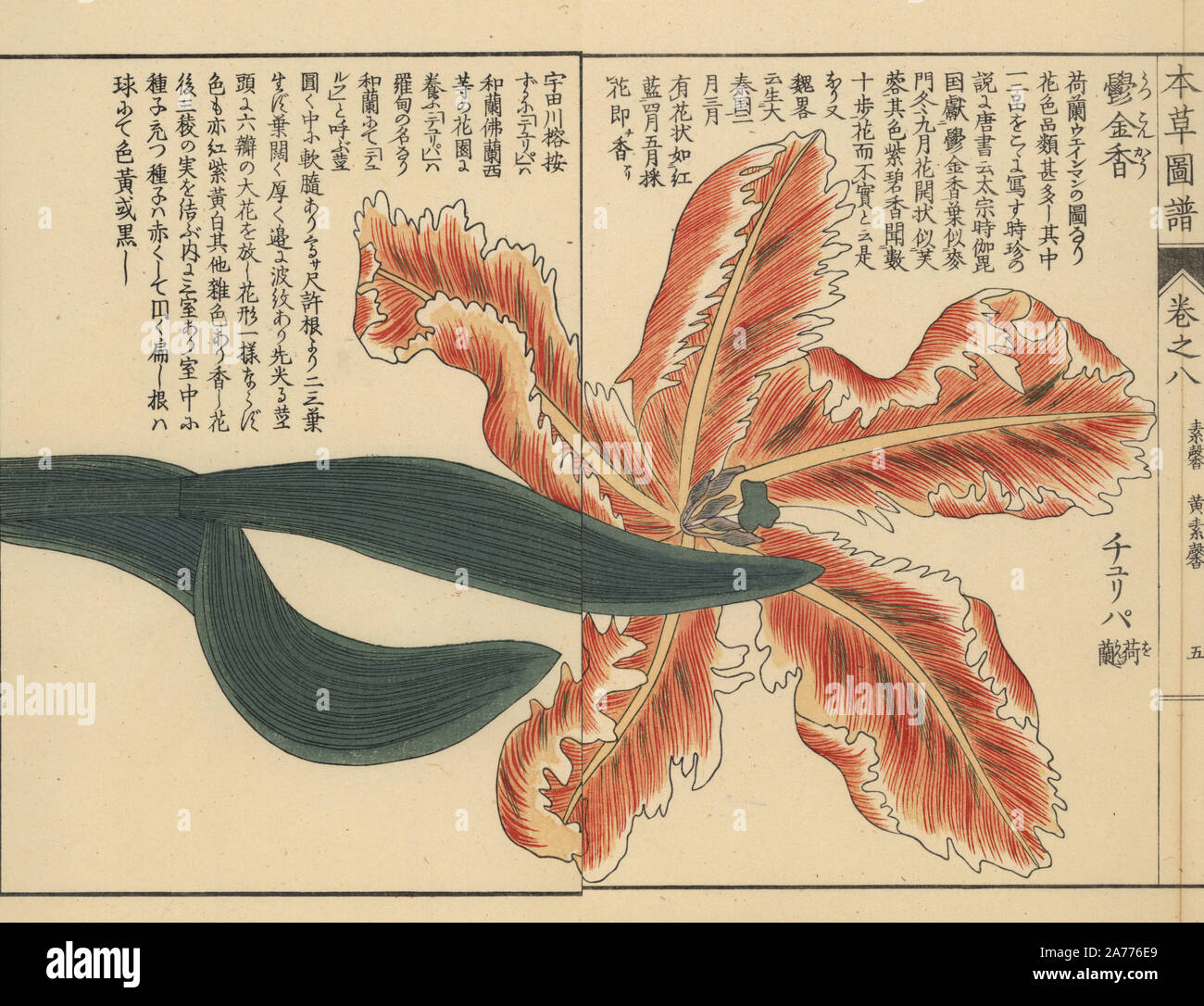 Tulip, Tulipa L. gesneria forma. Stampato a colori woodblock incisione di Kan'en Iwasaki da 'Honzo Zufu", una guida illustrata per piante medicinali, Giappone, 1884. La Iwasaki (1786-1842) era un giapponese botanico, entomologo e zoologo. Egli è stato uno dei primi botanici giapponesi per incorporare la conoscenza occidentale nei suoi studi. Foto Stock