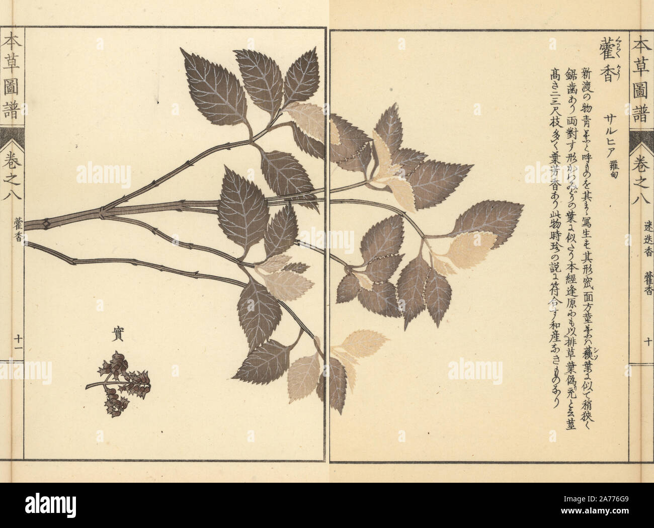 Lophanthus sp. Stampato a colori woodblock incisione di Kan'en Iwasaki da 'Honzo Zufu", una guida illustrata per piante medicinali, Giappone, 1884. La Iwasaki (1786-1842) era un giapponese botanico, entomologo e zoologo. Egli è stato uno dei primi botanici giapponesi per incorporare la conoscenza occidentale nei suoi studi. Foto Stock