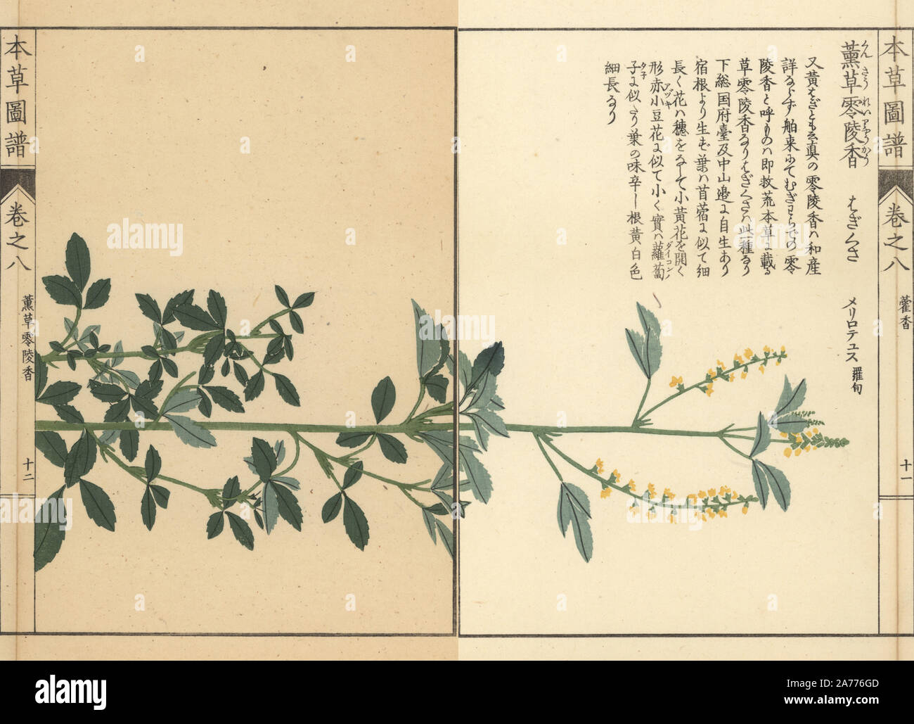 Meliloto, Melilotus indicus. Stampato a colori woodblock incisione di Kan'en Iwasaki da 'Honzo Zufu", una guida illustrata per piante medicinali, Giappone, 1884. La Iwasaki (1786-1842) era un giapponese botanico, entomologo e zoologo. Egli è stato uno dei primi botanici giapponesi per incorporare la conoscenza occidentale nei suoi studi. Foto Stock