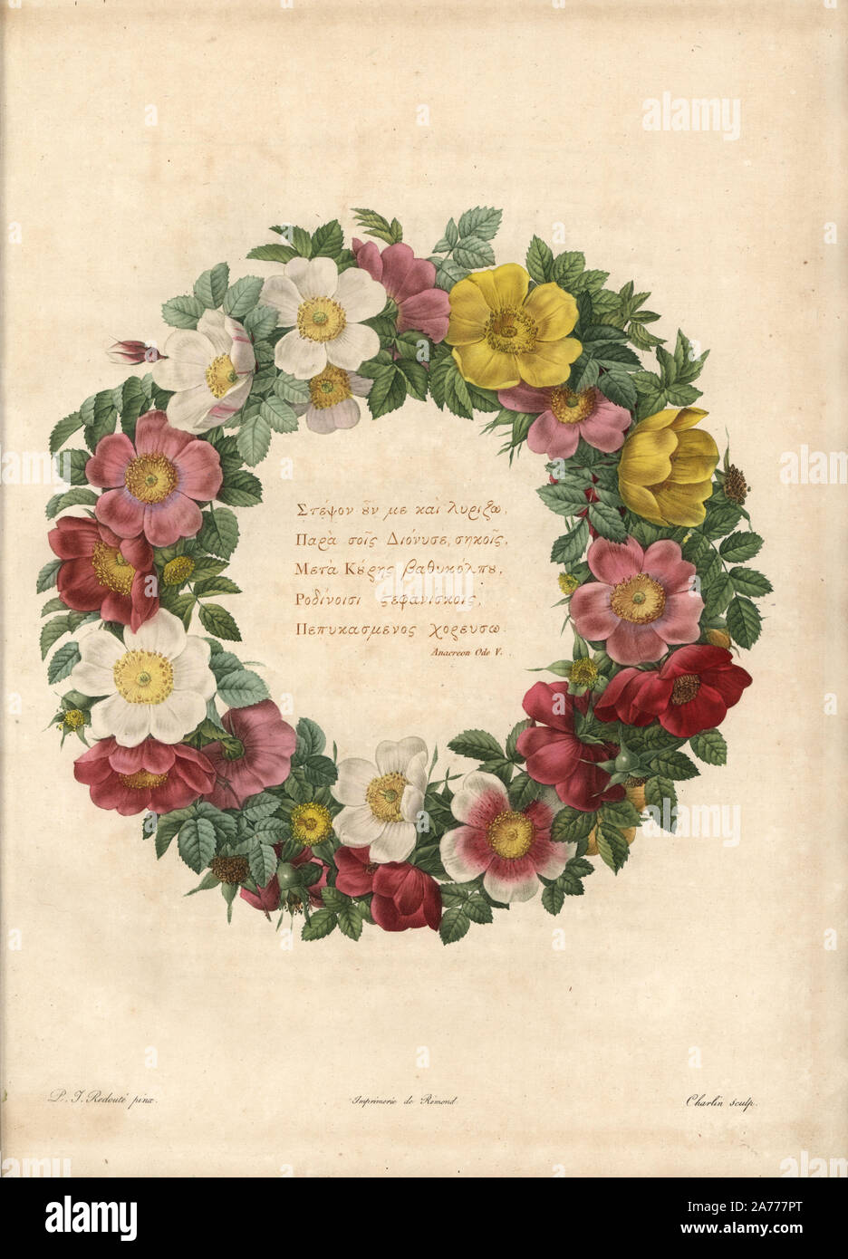 Ghirlanda decorativa di rose con motto greco. Imbianchini Handcolored incisione su rame da Charlin dopo una illustrazione di Pierre-Joseph Redoute da 'Les Roses,' Firmin Didot, Parigi, 1817. Foto Stock