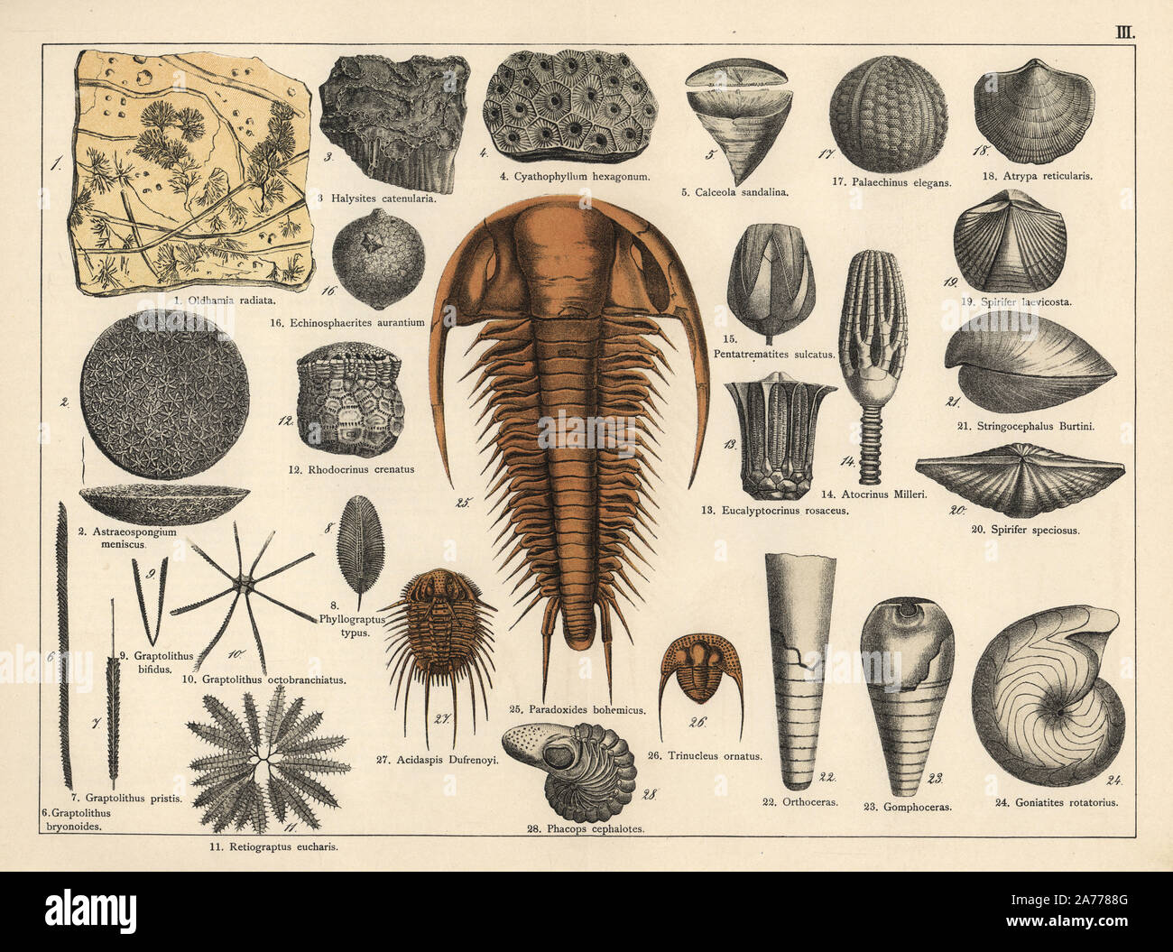 I fossili tra cui trilobiti, Paradoxides bohemicus, Acidaspis dufrenoyi, Trinucleus ornatus, worm burrows Oldhamia radiata, Cyathophyllum hexagonum, spugna Astraeospongium menisco, zoophyte Graptolithus specie, Atocrinus milleri, Spirifer, Gomphoceras, ecc. Chromolithograph dal dottor P. Rolle 'Geologia e Paleontologia' Sezione in Gotthilf Heinrich von Schubert 'Naturgeschichte,' Schreiber, Monaco, 1886. Foto Stock