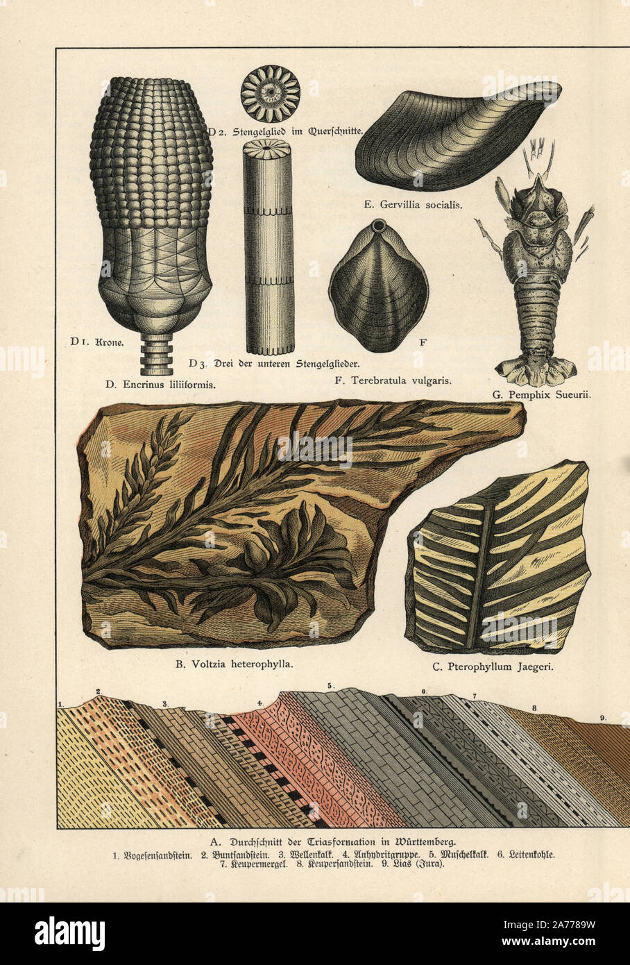 Estinto conifera albero Voltzia heterophylla, Jurassic fern Pterophyllum jaegeri, crinoide Triassico Encrinus liliiformis, mollusco Triassico Gervillia socialis, lampada shell Coenothyris vulgaris (Terebratula vulgaris) e aragosta Triassico Pemphix sueurii. Chromolithograph dal dottor P. Rolle 'Geologia e Paleontologia' Sezione in Gotthilf Heinrich von Schubert 'Naturgeschichte,' Schreiber, Monaco, 1886. Foto Stock