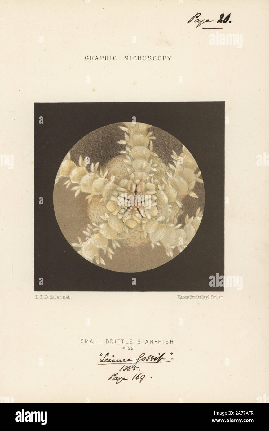Vental disco e bracci radianti del piccolo fragili stelle marine, Ophiocoma neglecta ingrandimento x35. Chromolithograph dopo una illustrazione da E.T.D., litografata da Vincent Brooks, da 'Grafica microscopia' piastre per illustrare "Hardwicke di scienza Gossip", Londra, 1865-1885. Foto Stock