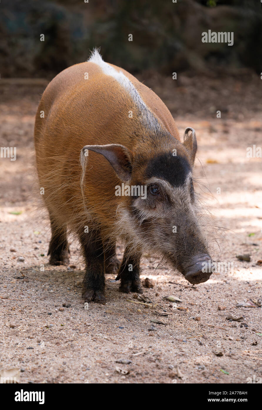 Red River hog ( Potamochoerus porcus ) Foto Stock