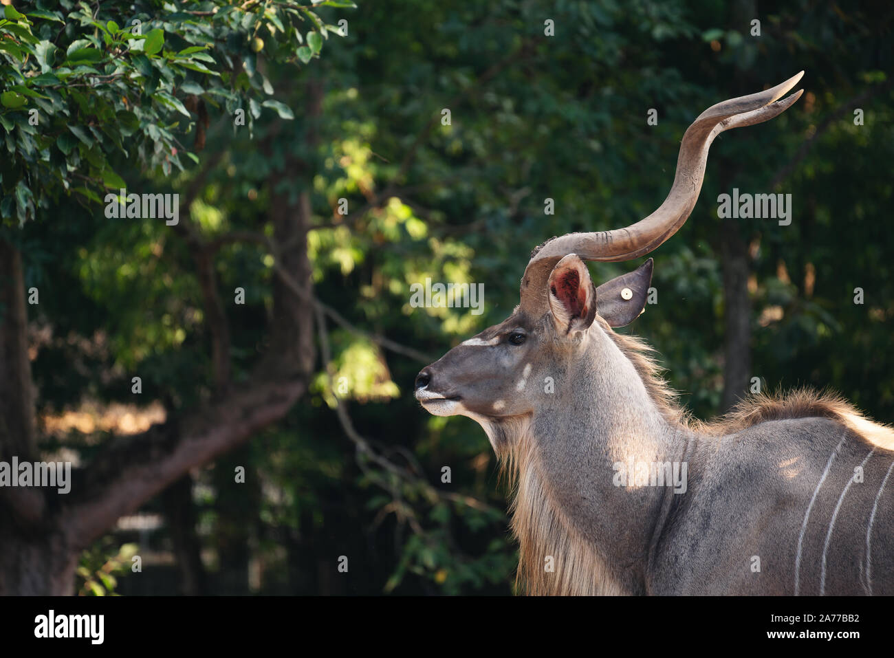 Ritratto di maschio maggiore kudu antilope (tragelaphus strepsiceros) Foto Stock