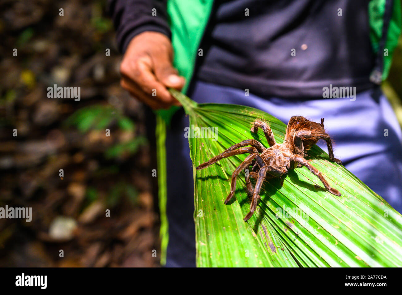 Questo Golia birdeater, o bird-eating spider, vive in il bacino del Rio delle Amazzoni in Perù e appartiene alla famiglia tarantola. Foto Stock