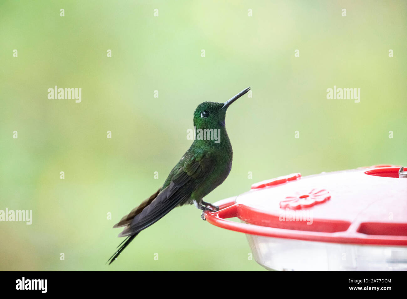 Close up di Talamanca Hummingbird o ammirevoli Hummingbird (Eugenes spectabilis) femmina a un bevitore Foto Stock