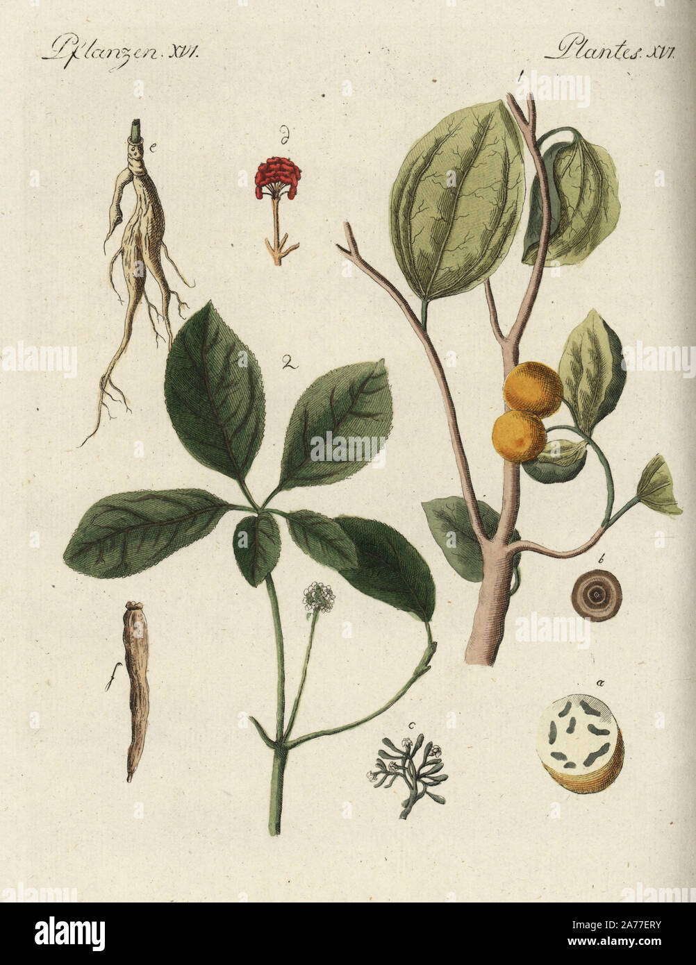 Stricnina tree, Strychnos Nux vomica-1, con frutta in sezione un grano, b, fiore c e ginseng, Panax quinquefolius 2, con fiore d, radice e, radice essiccate f. Handcolored incisione su rame da Friedrich Johann Bertuch's Bilderbuch fur Kinder (Picture Book per bambini), Weimar, 1792. Foto Stock