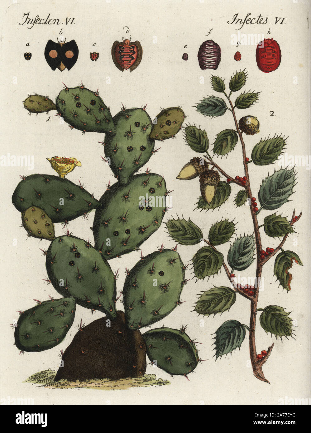 La cocciniglia cactus o Indian fig opuntia, l' Opuntia ficus-indica, con la cocciniglia beetle, Dactylopius coccus. Il chermes beetle, Kermes vermilio, con Kermes oak, Quercus coccifera. Handcolored incisione su rame da Friedrich Johann Bertuch's Bilderbuch fur Kinder (Picture Book per bambini), Weimar, 1795. Foto Stock