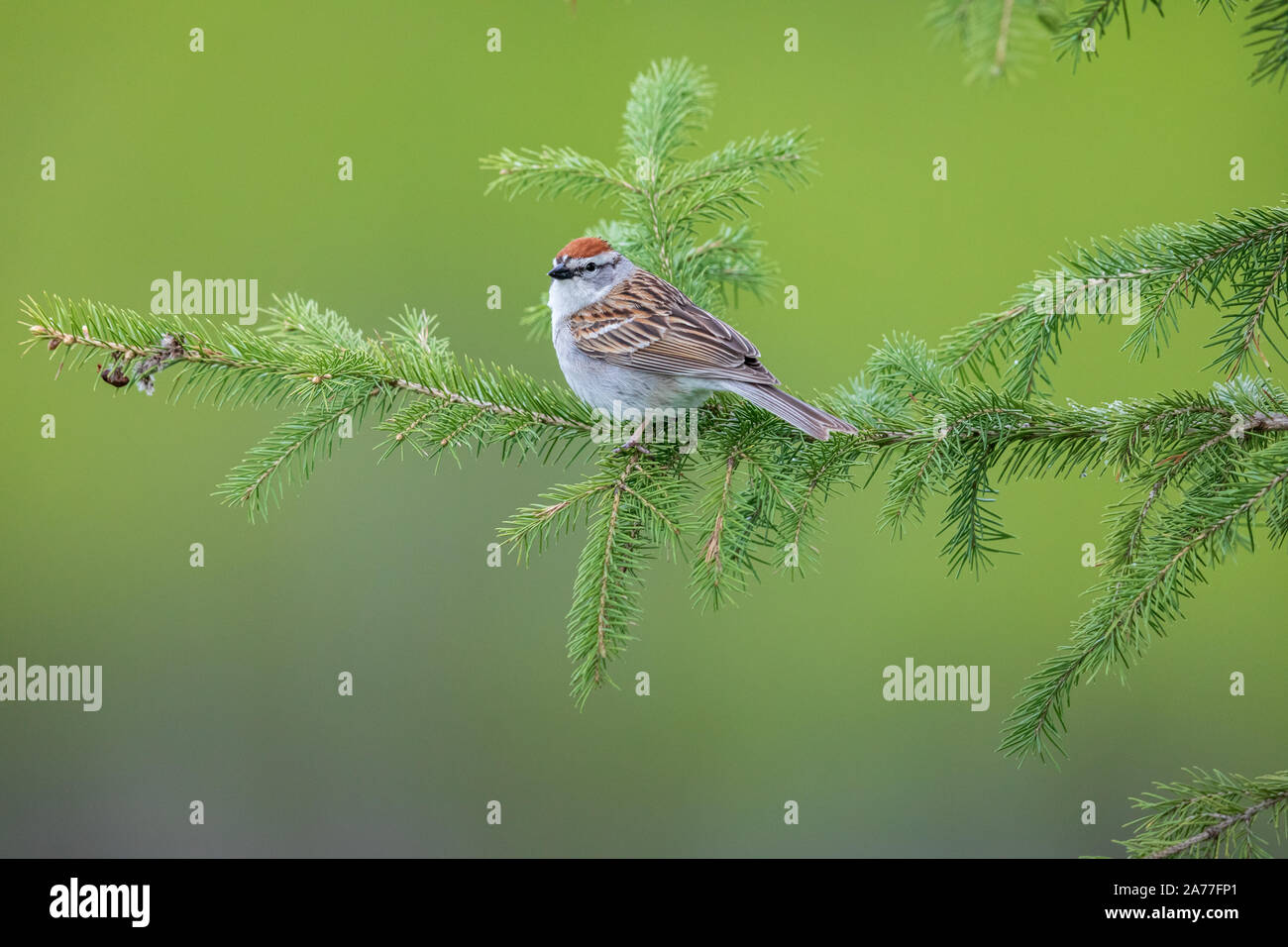 Chipping sparrow arroccata su un abete bianco. Foto Stock