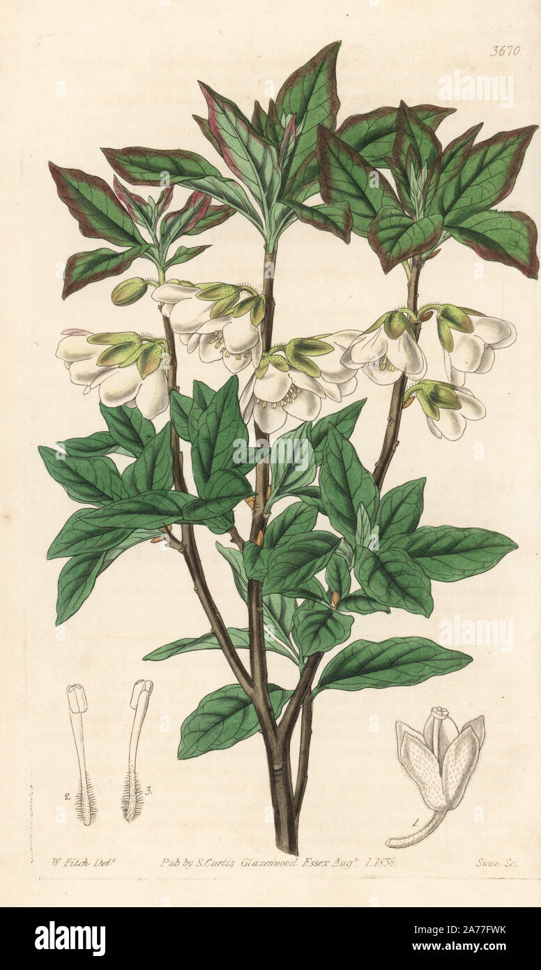 Bianco rhodendron fiorito, rododendro albiflorum. Handcolored incisione su rame dopo una illustrazione botanica da Walter Fitch da William Jackson Hooker della rivista botanica, Londra, 1838. Foto Stock