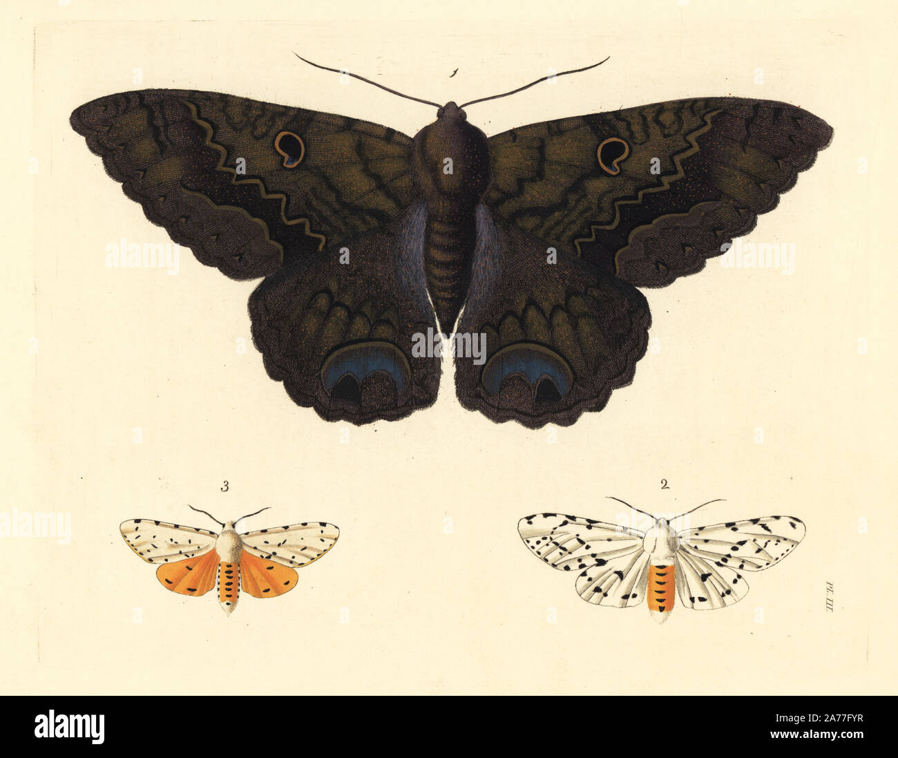 La strega nera, Erebus odora 1, e la palude salata tarma Estigmene acrea, femmina 2 e maschio 3. Handcolored litografia dal John O. Westwood la nuova edizione di Dru Drury 'illustrazioni di Entomologia esotici,' Bohn, Londra, 1837. Foto Stock