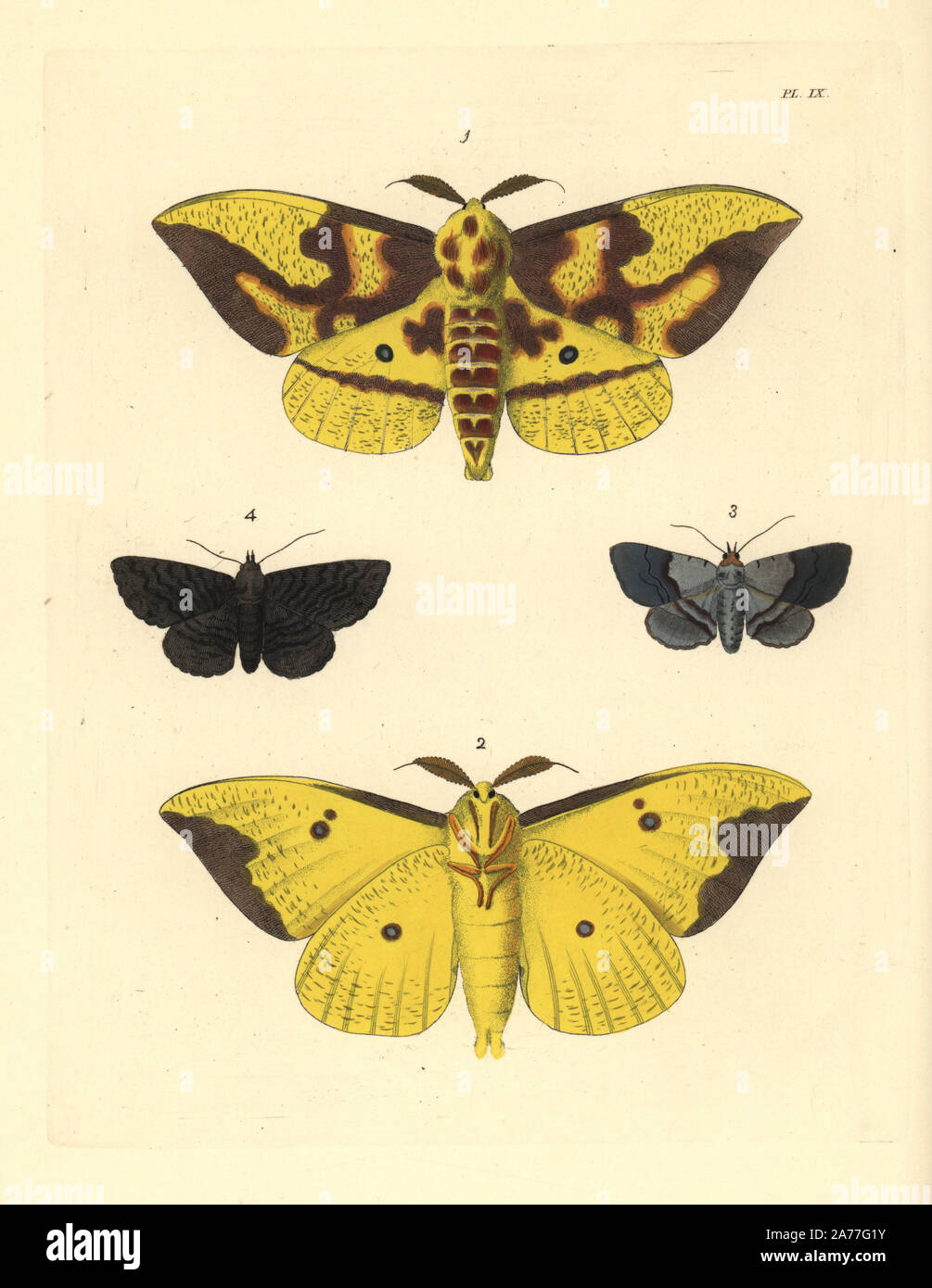 Imperial moth, Eacles imperialis 1,2, grigio-nastrare zale, Zale squamularis 3 e nero zale, Zale undularis 4. Handcolored litografia dal John O. Westwood la nuova edizione di Dru Drury 'illustrazioni di Entomologia esotici,' Bohn, Londra, 1837. Foto Stock