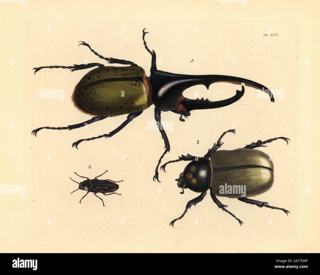 Hercules beetle, Dynastes hercules maschio 1 e femmina 2, e pini scolpiti borer, Chalcophora virginiensis 3. Handcolored litografia dal John O. Westwood la nuova edizione di Dru Drury 'illustrazioni di Entomologia esotici,' Bohn, Londra, 1837. Foto Stock