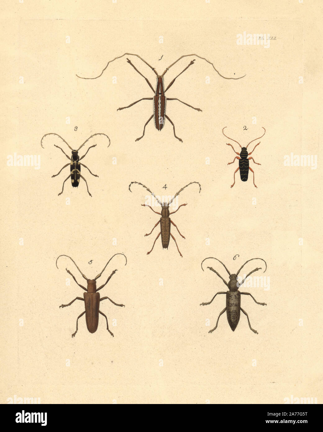 Opsilia coerulescens Scarabeo 1, dipinta clytus, Clytus pictus 2, longhorn beetle, Elaphidion irroratum 3, Elaphidion spinicorne 4, Saperda carcharias 5, e rovere borer, Enaphalodes atomarius 6. Handcolored litografia dal John O. Westwood la nuova edizione di Dru Drury 'illustrazioni di Entomologia esotici,' Bohn, Londra, 1837. Foto Stock