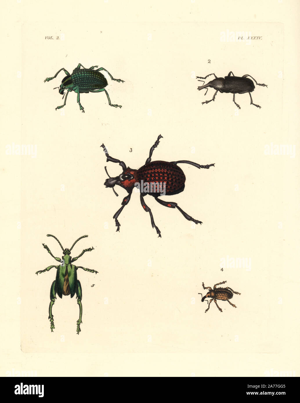 Diamante brasiliano beetle, Entimus imperialis 1, curculione barbuto, femmina, Rhinostomus barbirostris 2, pezzata di rosso curculione giglio, Brachycerus ornatus 3, fragola curculione root, Sciaphilus asperatus 4, e rana zampe beetle, Sagra femorata 5. Handcolored litografia dal John O. Westwood la nuova edizione di Dru Drury 'illustrazioni di Entomologia esotici,' Bohn, Londra, 1837. Foto Stock