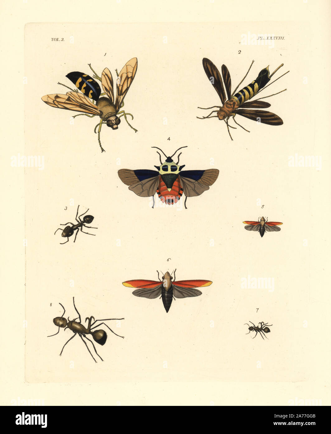 Cicala killer wasp, Sphecius grandis 1, piccione tremex horntail, Tremex columba 2, harvester ant, Messor barbarus 3, scudo beetle, Raphigaster validus 4, nero e scarlatto cicala, Huechys sanguinea 5,6, e pesce gancio ant, Polyrhachis bihamata 7,8. Handcolored litografia dal John O. Westwood la nuova edizione di Dru Drury 'illustrazioni di Entomologia esotici,' Bohn, Londra, 1837. Foto Stock