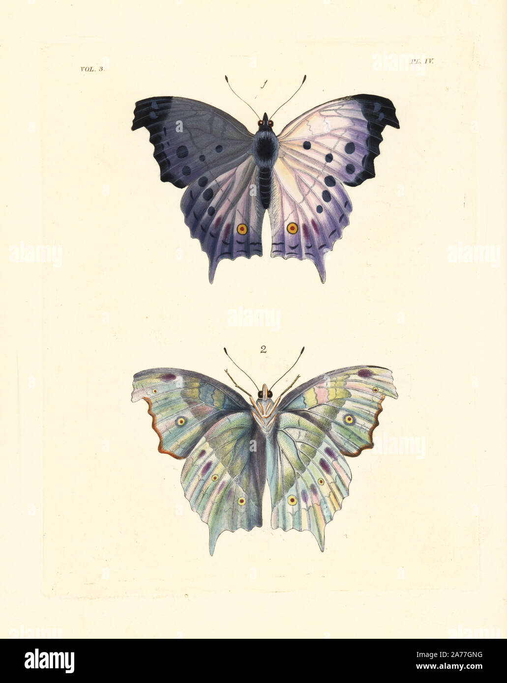 Offuscato la madre perla butterfly, Protogoniomorpha anacardii, lato superiore 1, sotto il lato 2. Handcolored litografia dal John O. Westwood la nuova edizione di Dru Drury 'illustrazioni di Entomologia esotici,' Bohn, Londra, 1837. Foto Stock