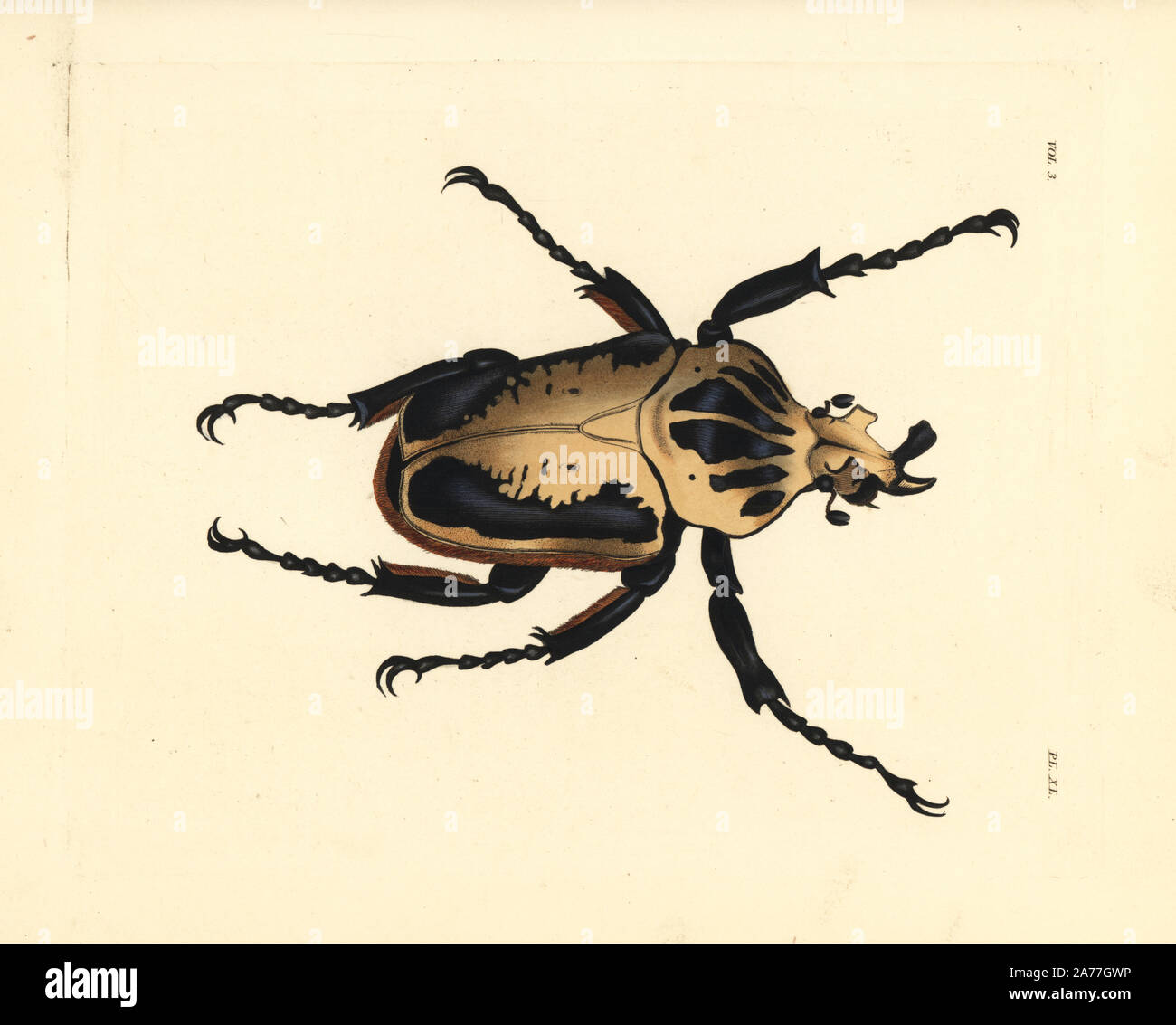 Royal scarabeo golia, Goliathus regius. Handcolored litografia dal John O. Westwood la nuova edizione di Dru Drury 'illustrazioni di Entomologia esotici,' Bohn, Londra, 1837. Foto Stock