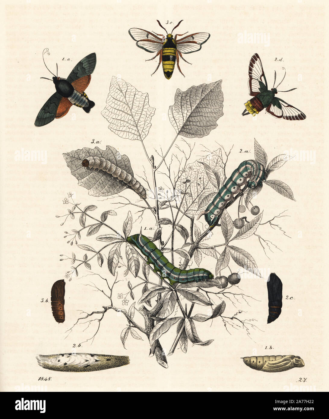 Hummingbird hawk-moth, Macroglossum stellatarum 1, ampio delimitato bee hawk-moth, Hemaris fuciformis 2, e hornet moth o hornet clearwing, Sesia apiformis 3, con pupa e larva. Litografia Handcolored da Carl Hoffmann il libro del mondo, Stuttgart, 1848. Foto Stock