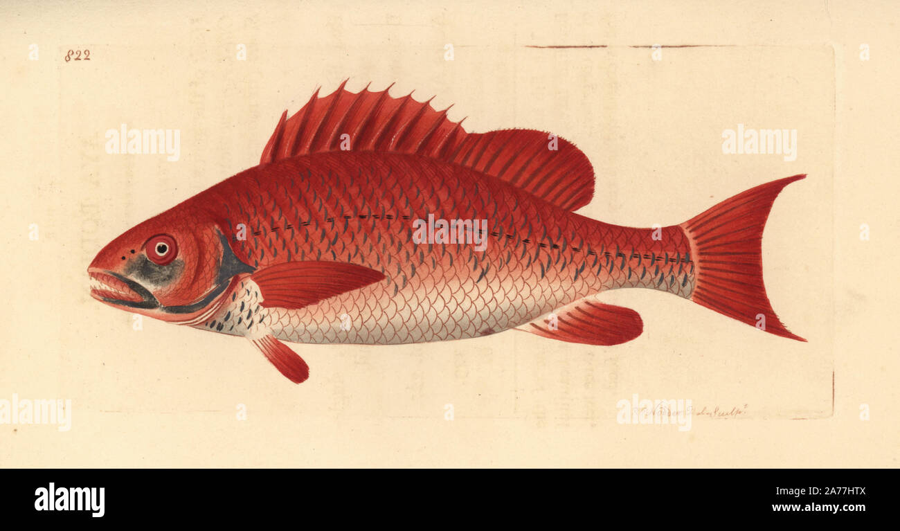 Red snapper specie, Lutjanus campechanus? (Aya bodian, Bodianus aya). Illustrazione disegnata e incisa da Richard Polydore Nodder. Handcolored incisione su rame da George Shaw e Federico Nodder's del naturalista Miscellanea, Londra, 1806. Foto Stock