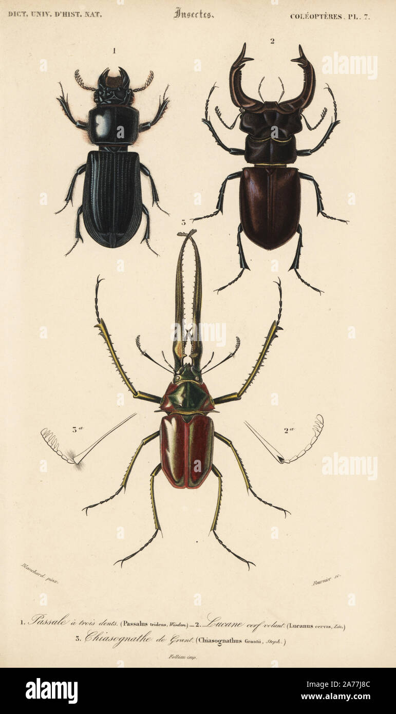 Scarabeo malese, Passalus tridens, stag beetle, Lucanus cervus, e cileno  stag beetle, Chiasognathus grantii. Handcolored incisione di Fournier dopo  una illustrazione da Blanchard da Charles d'Orbigny's 'Dictionnaire  Universel d'Histoire Naturelle ...