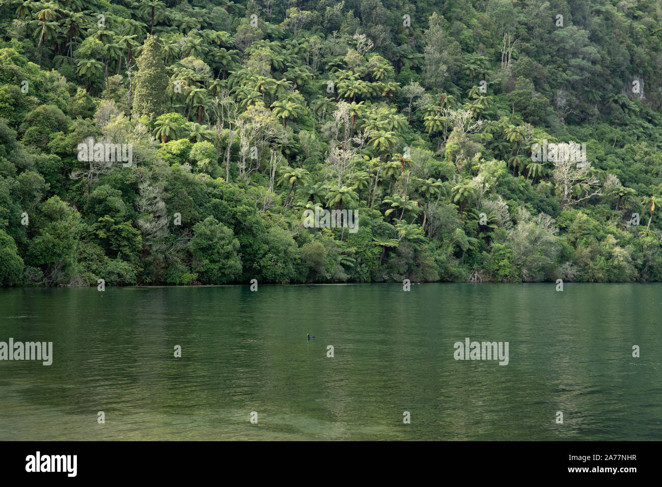 Questa lussureggiante verde nuova zelanda la macchia nativa crescente verso il basso verso il bordo del lago Foto Stock