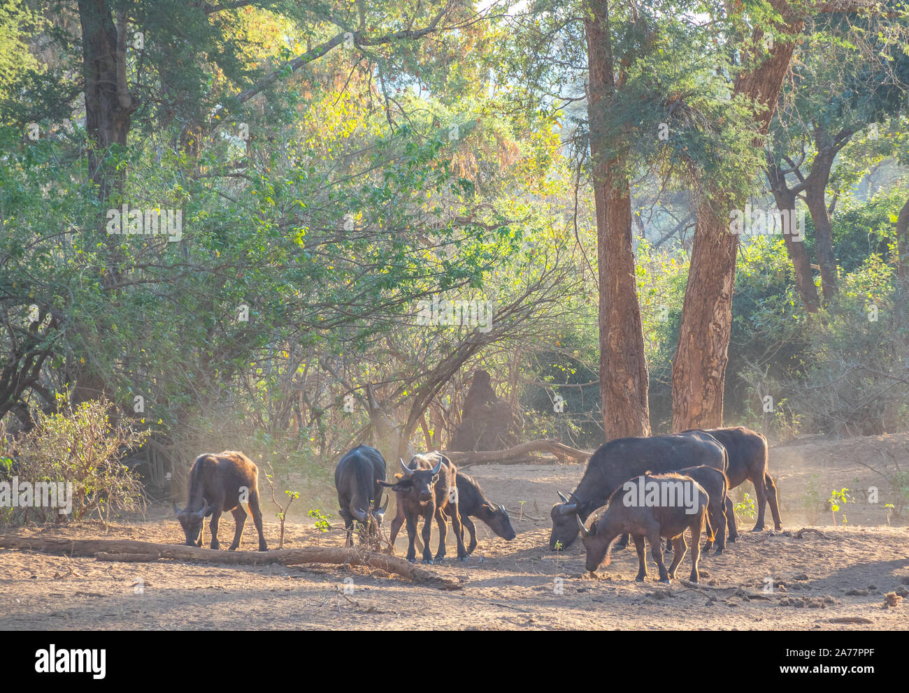 Retro-illuminato Cape buffaloes isolato in un polveroso patch sotto gli alberi del Parco Nazionale di Kruger in Sud Africa immagine in formato orizzontale Foto Stock