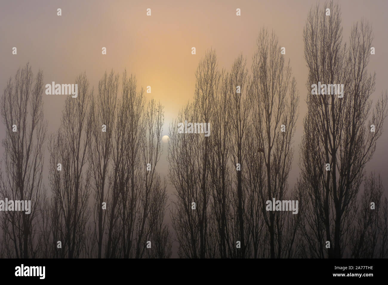 Poplar grove nella nebbia vicino a Torralba del Rio village. Navarra, Spagna, Europa. Foto Stock