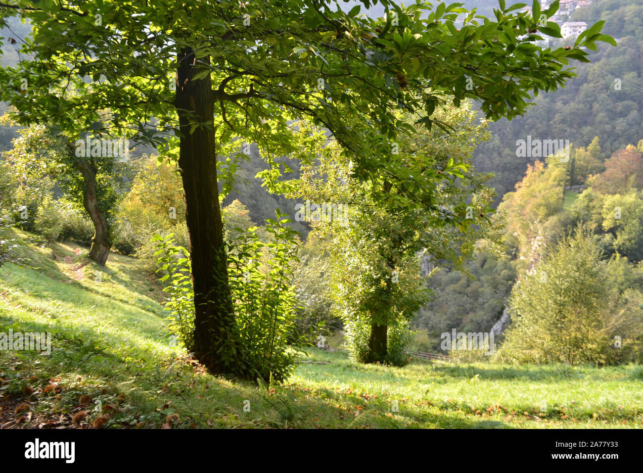 Splendida veduta autunnale di alta collina panorama della valle e grandi alberi di castagno. Foto Stock