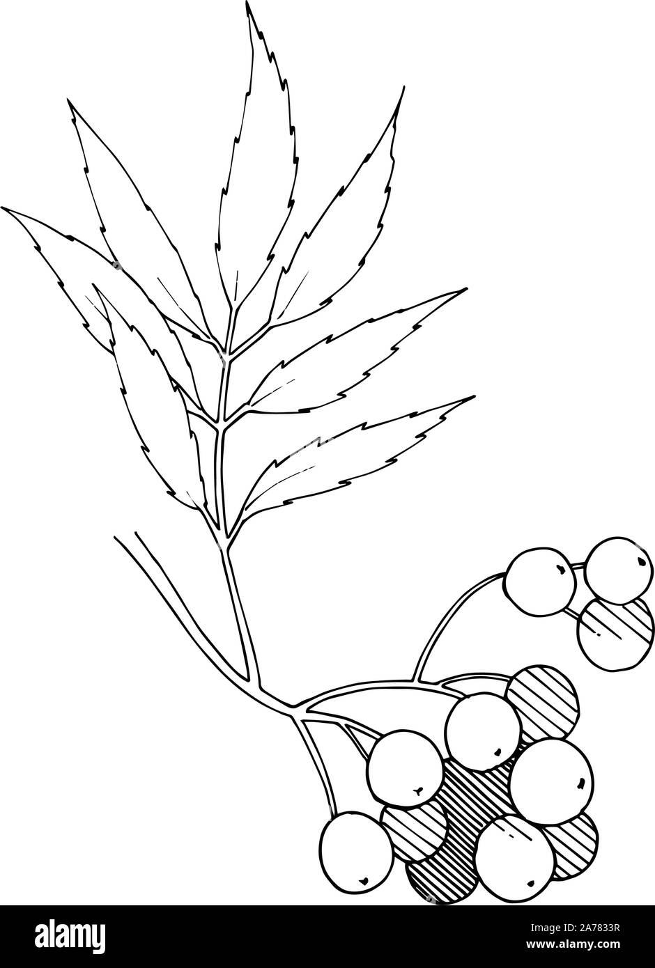 Vector autunno nero sorbus impianto. Impianto di frutti di bosco giardino botanico fogliame floreali. Illustrazione isolato elemento. Illustrazione Vettoriale