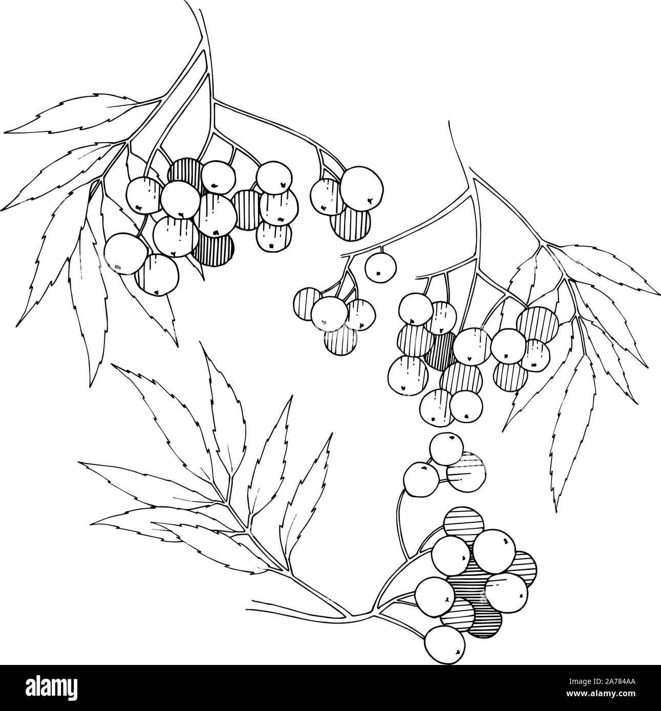 Vector autunno nero sorbus impianto. Impianto di frutti di bosco giardino botanico fogliame floreali. Illustrazione isolato elemento. Illustrazione Vettoriale