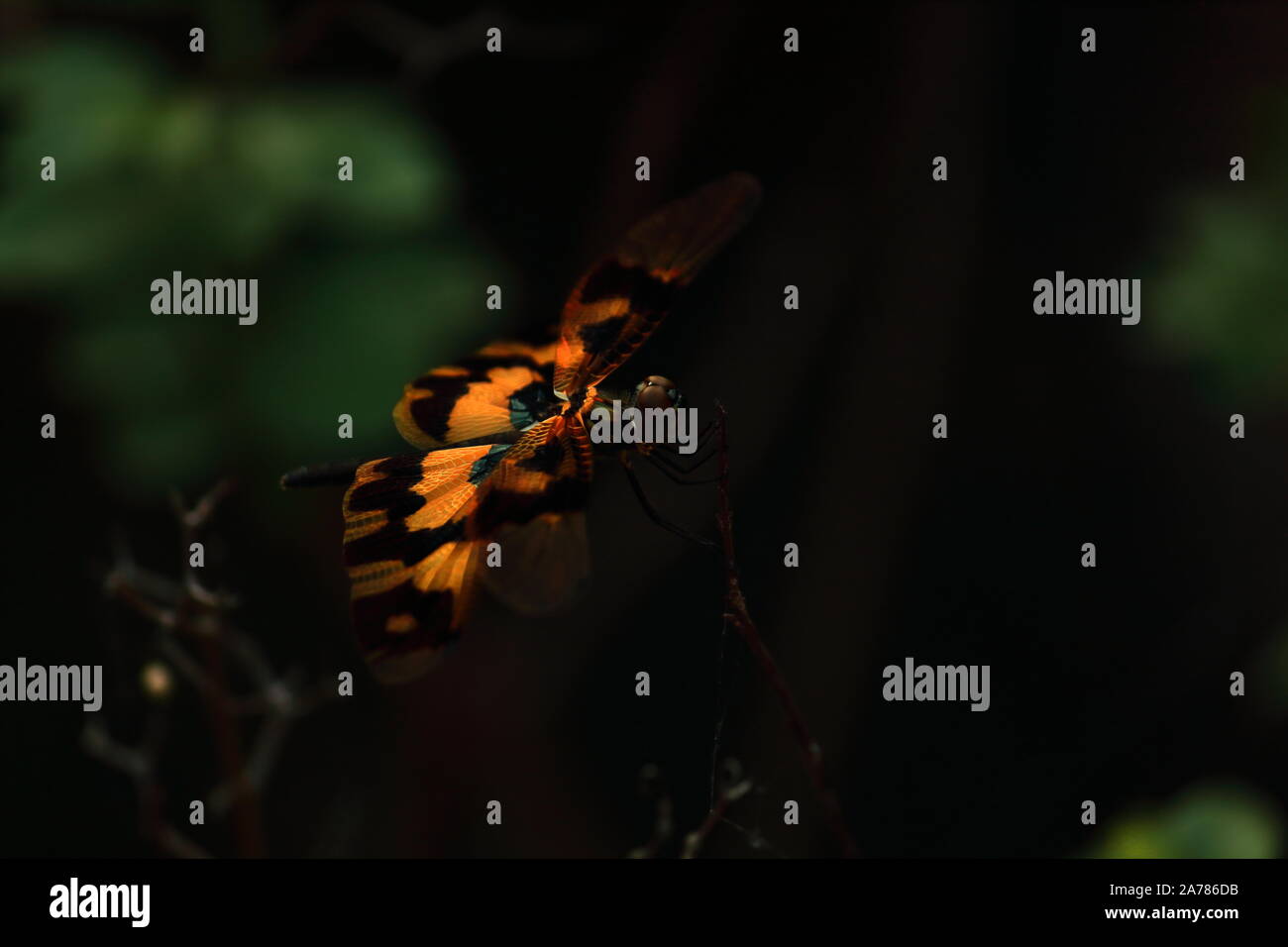 Immagine comune ala dragonfly (Rhyothemis variegata) su un ramo in Sundarbans delta regione, Bengala Occidentale in India Foto Stock