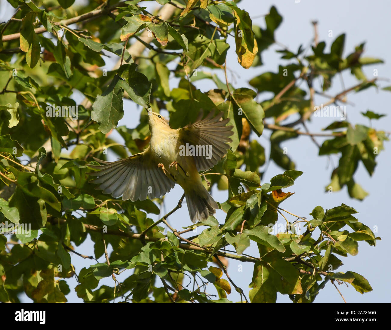 Close-up di un chiffchaff net in volo la caccia afidi sulle foglie di acero Foto Stock