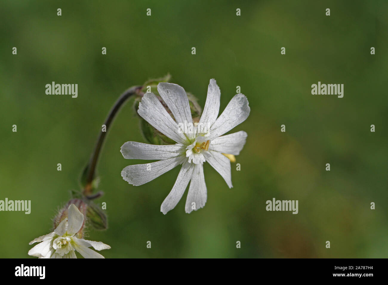 Antique Color Plant Flower Illustration Silene Vulgaris Immagini Vettoriali Stock E Altre Immagini Di Antico Vecchio Stile Istock