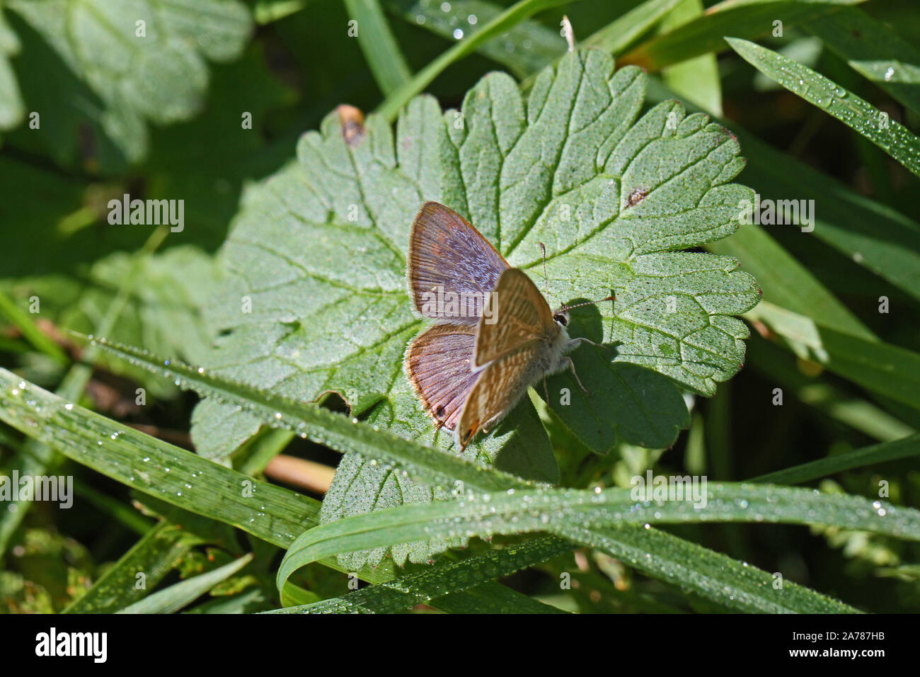 Femmina lunga coda di blue butterfly latino lampides boeticus su una foglia nella palude di Colfiorito riserva naturale Umbria Italia famiglia lycaenidae Foto Stock