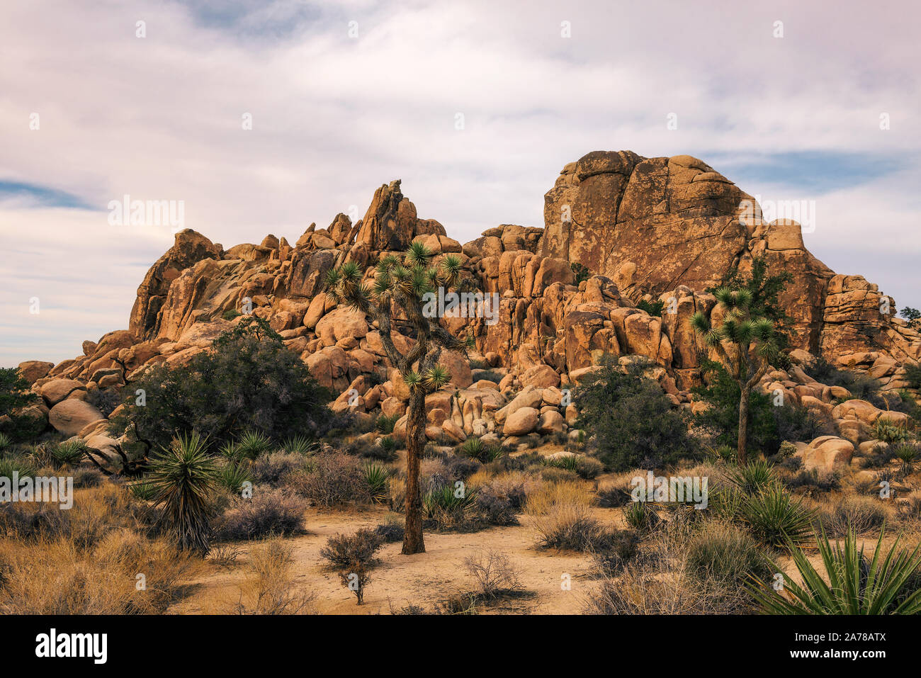 Desert Trail a Joshua Tree National Park, Foto Stock