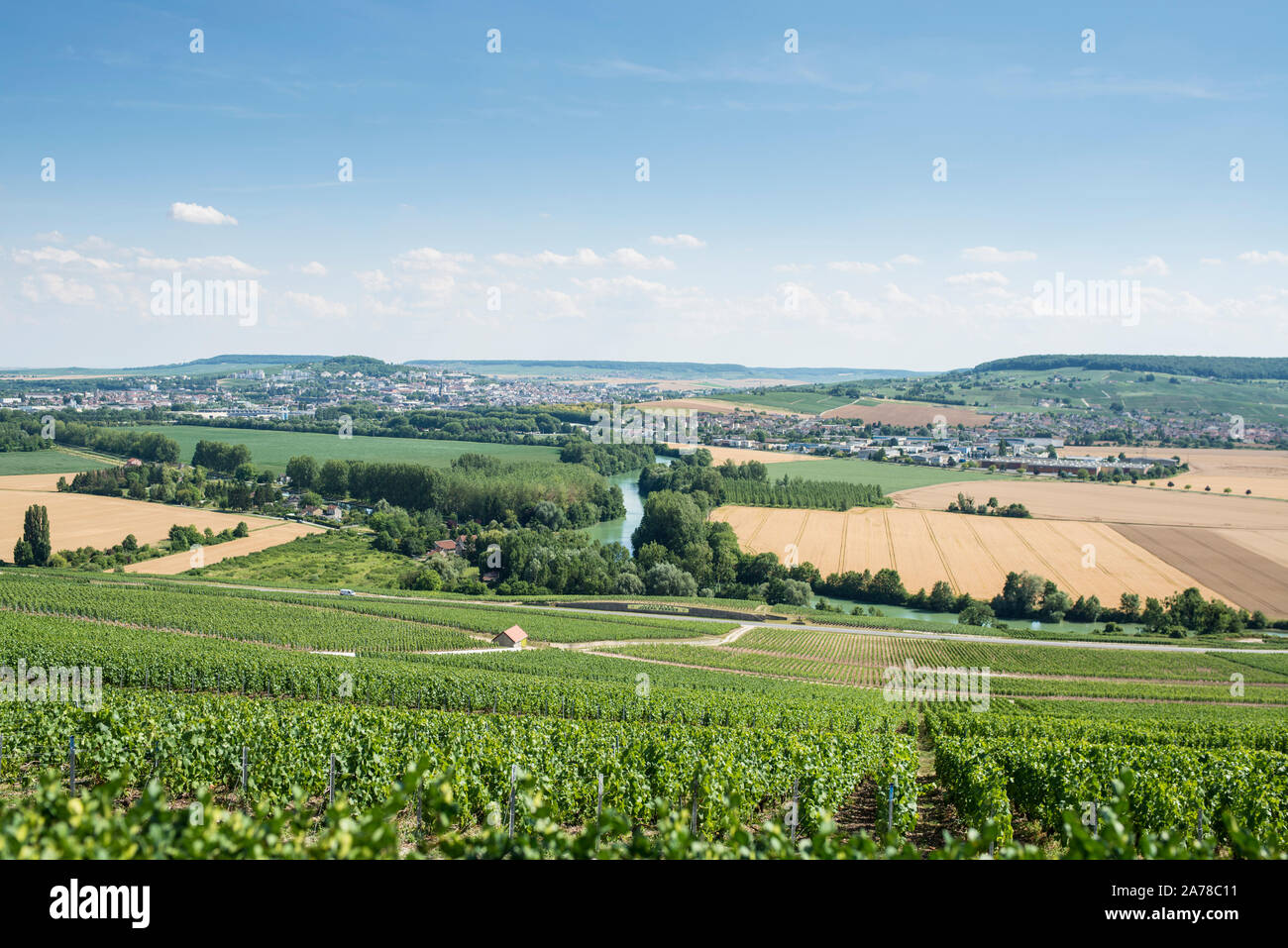 Vigneti, regione di Champagne, Francia Foto Stock