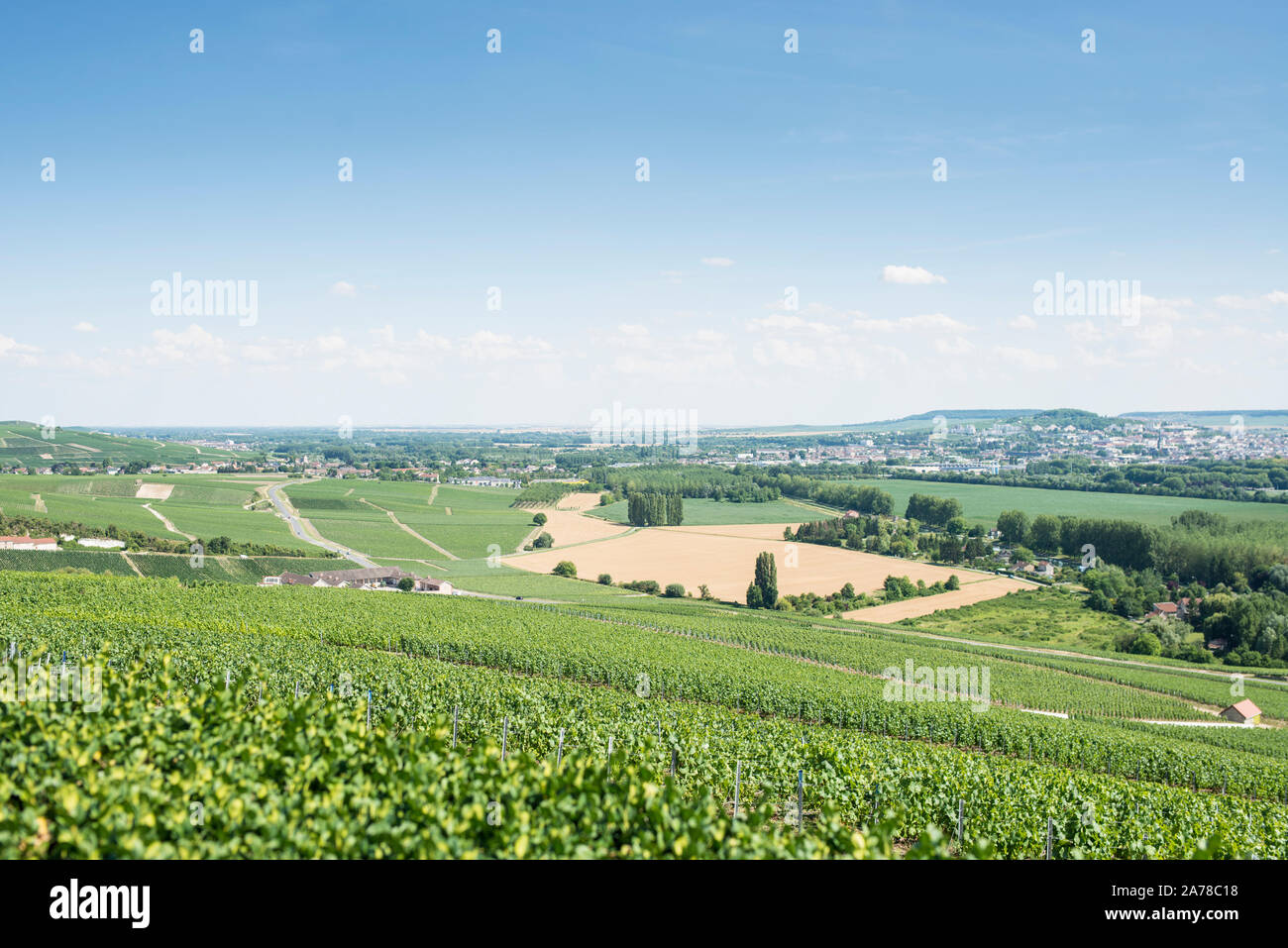 Vigneti, regione di Champagne, Francia Foto Stock