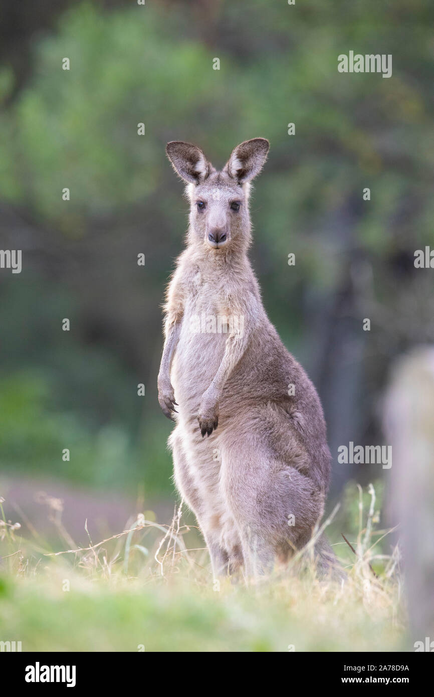 Orientale Canguro grigio (Macropus giganteus) Foto Stock