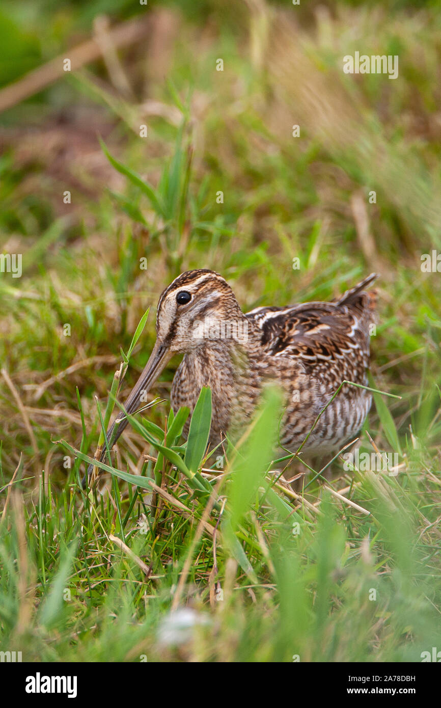 Beccaccino, Gallinago gallinago, frequenta le paludi, torbiere, la tundra e prati umidi in tutto il nord Europa e Asia settentrionale. Foto Stock