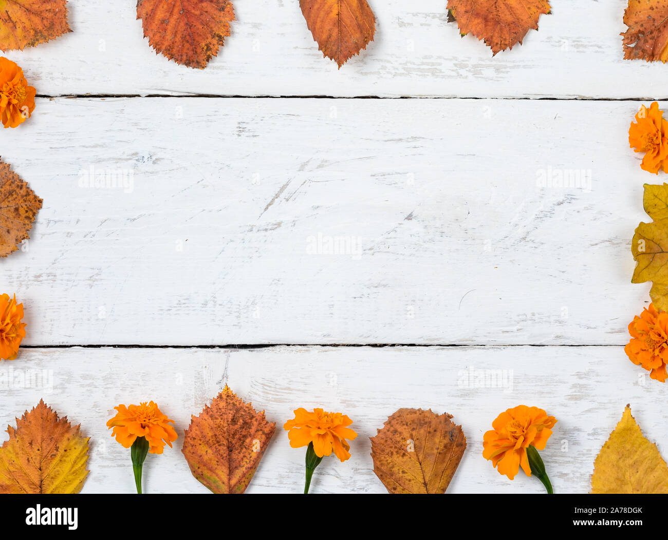 Composizione di autunno sfondo. Forma quadrata da foglie di ruggine e giallo tagete in legno bianco .vista superiore, copia dello spazio, laici piana . Foto Stock