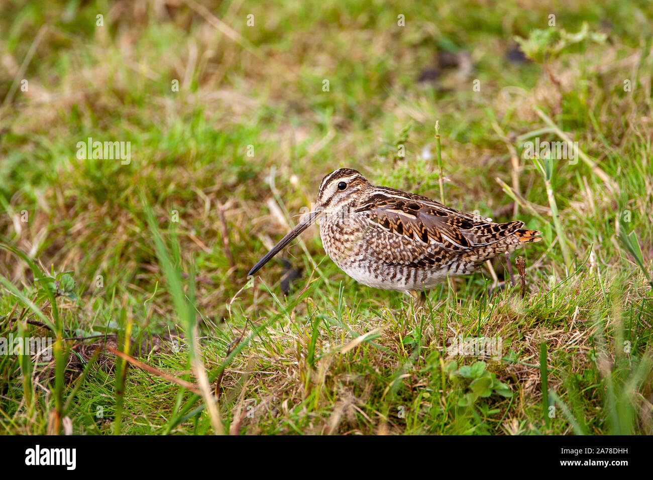 Beccaccino, Gallinago gallinago, frequenta le paludi, torbiere, la tundra e prati umidi in tutto il nord Europa e Asia settentrionale. Foto Stock