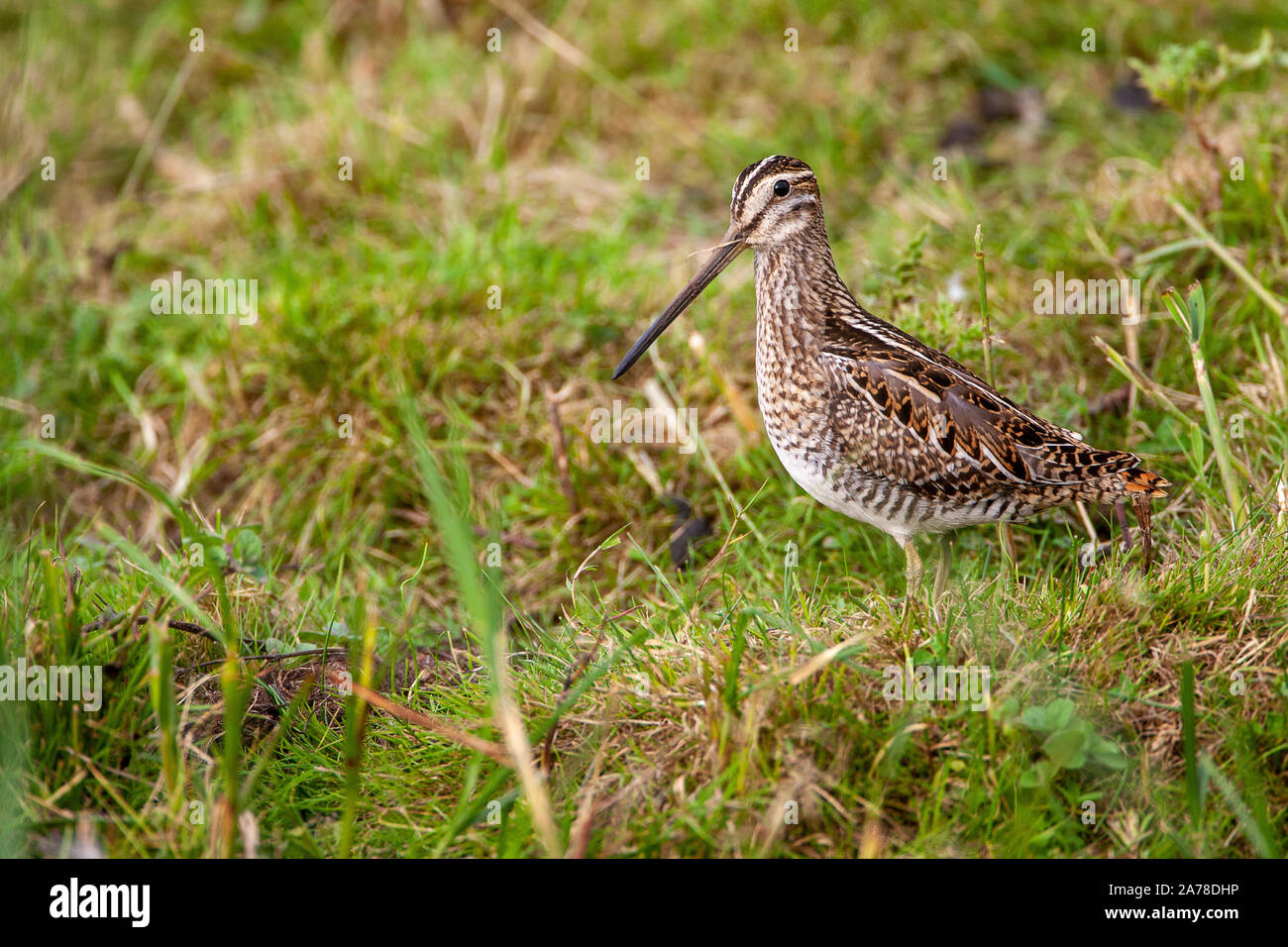 Beccaccino, Gallinago gallinago, frequenta le paludi, torbiere, la tundra e prati umidi in tutto il nord Europa e Asia settentrionale. Foto Stock