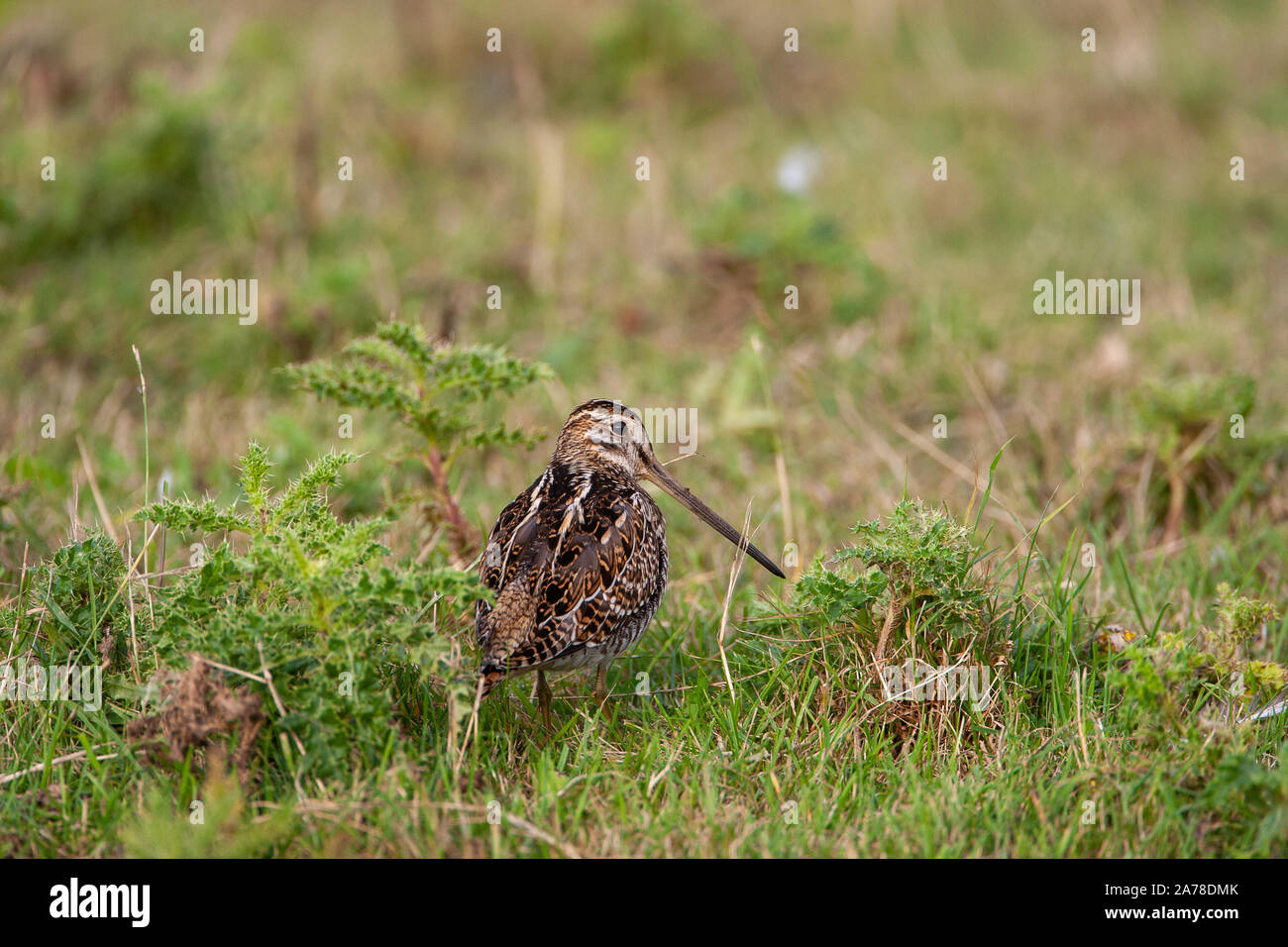 Beccaccino, Gallinago gallinago, frequenta le paludi, torbiere, la tundra e prati umidi in tutto il nord Europa e Asia settentrionale. Foto Stock