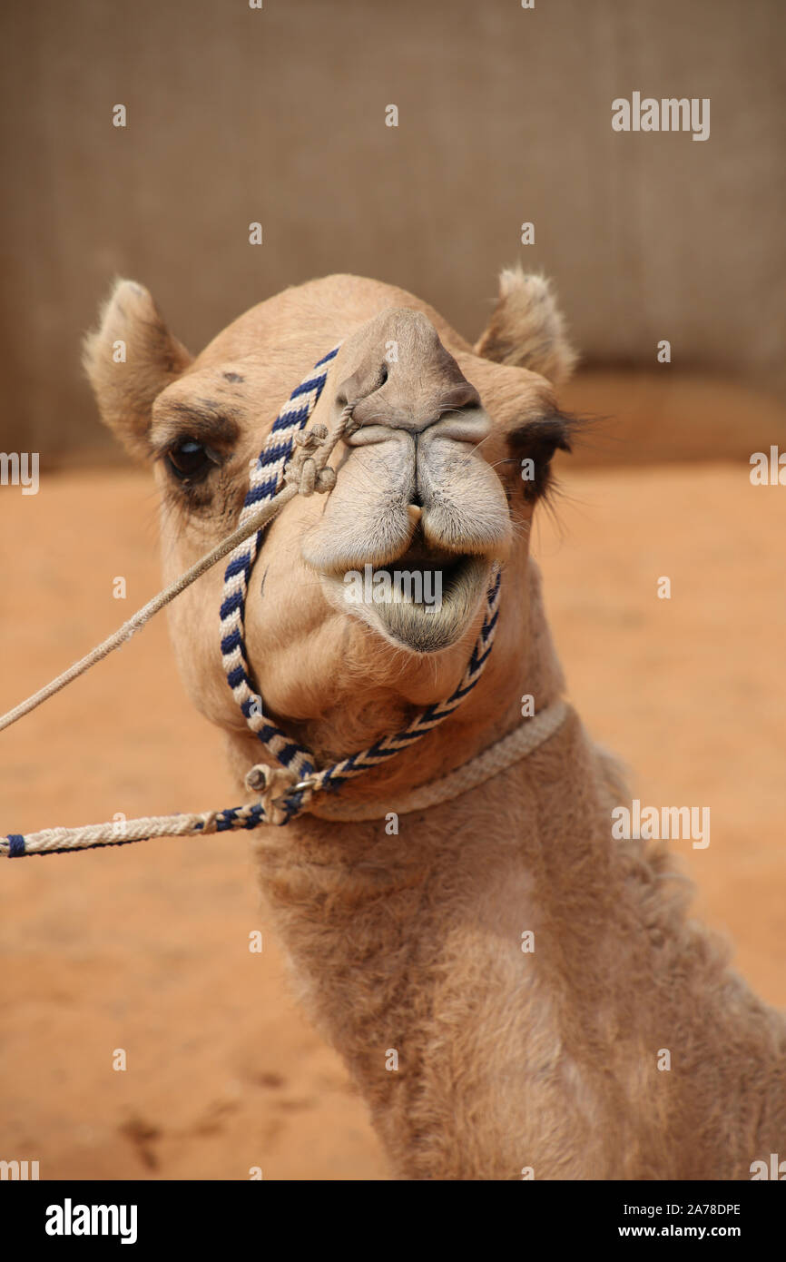 In prossimità della testa di un cammello che ha una espressione divertente o un sorriso, Abu Dhabi, negli Emirati Arabi Uniti. Foto Stock