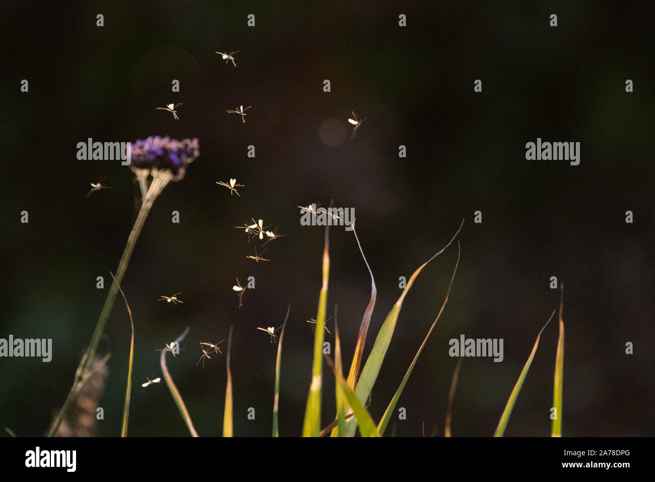 Moscerini volare al crepuscolo e al di sopra delle piante in autunno giardino, Scotland, Regno Unito Foto Stock