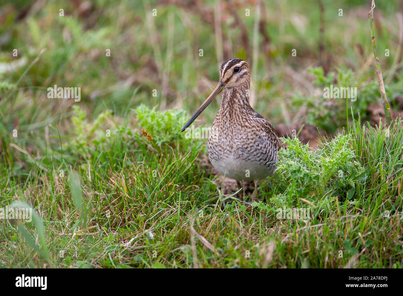 Beccaccino, Gallinago gallinago, frequenta le paludi, torbiere, la tundra e prati umidi in tutto il nord Europa e Asia settentrionale. Foto Stock